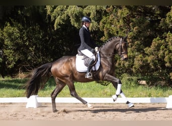 Trakehner, Stute, 3 Jahre, 160 cm, Dunkelbrauner