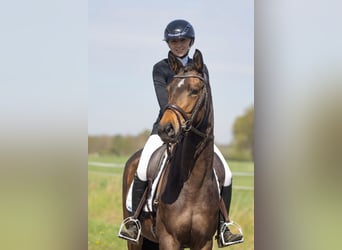 Trakehner, Stute, 3 Jahre, 160 cm, Dunkelbrauner