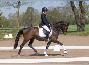 Trakehner, Stute, 3 Jahre, 160 cm, Dunkelbrauner