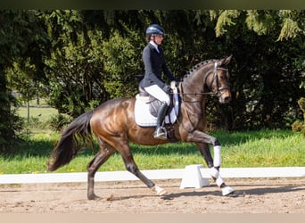 Trakehner, Stute, 3 Jahre, 160 cm, Dunkelbrauner