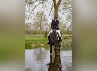 Trakehner, Stute, 3 Jahre, 160 cm, Dunkelbrauner