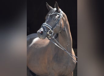 Trakehner, Stute, 3 Jahre, 160 cm, Rappe