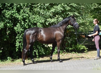 Trakehner, Stute, 3 Jahre, 160 cm, Rappe