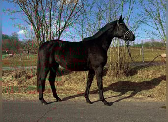 Trakehner, Stute, 3 Jahre, 160 cm, Rappe