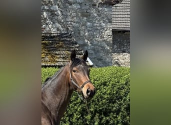 Trakehner, Stute, 3 Jahre, 162 cm, Brauner