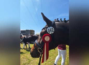 Trakehner, Stute, 3 Jahre, 162 cm, Dunkelbrauner
