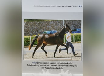 Trakehner, Stute, 3 Jahre, 162 cm, Dunkelbrauner