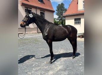 Trakehner, Stute, 3 Jahre, 162 cm, Dunkelbrauner