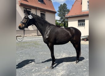 Trakehner, Stute, 3 Jahre, 162 cm, Dunkelbrauner