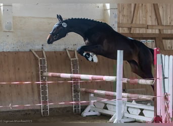 Trakehner, Stute, 3 Jahre, 162 cm, Dunkelbrauner
