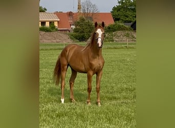 Trakehner, Stute, 3 Jahre, 162 cm, Fuchs