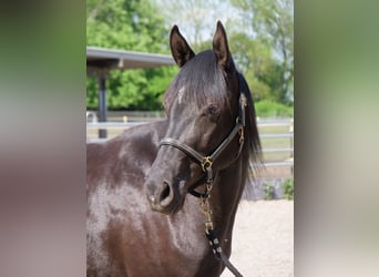 Trakehner, Stute, 3 Jahre, 162 cm, Rappe
