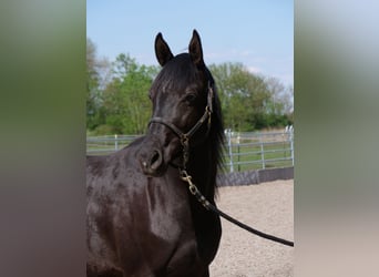 Trakehner, Stute, 3 Jahre, 162 cm, Rappe