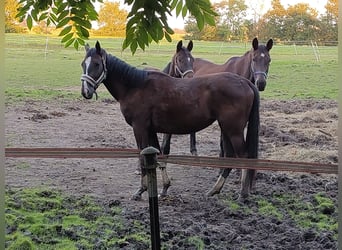 Trakehner, Stute, 3 Jahre, 162 cm, Schwarzbrauner