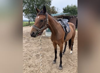 Trakehner, Stute, 3 Jahre, 163 cm, Brauner