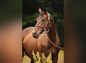Trakehner, Stute, 3 Jahre, 163 cm, Brauner