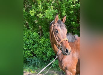 Trakehner, Stute, 3 Jahre, 163 cm, Brauner