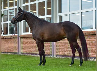Trakehner, Stute, 3 Jahre, 163 cm, Dunkelbrauner