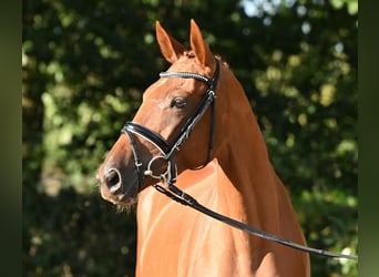 Trakehner, Stute, 3 Jahre, 163 cm, Fuchs