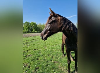Trakehner, Stute, 3 Jahre, 163 cm, Rappe