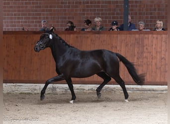 Trakehner, Stute, 3 Jahre, 163 cm, Rappe