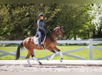 Trakehner, Stute, 3 Jahre, 164 cm, Brauner