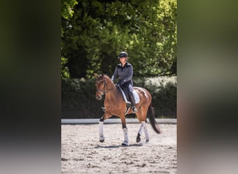 Trakehner, Stute, 3 Jahre, 164 cm, Brauner