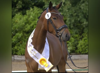 Trakehner, Stute, 3 Jahre, 164 cm, Brauner