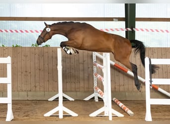 Trakehner, Stute, 3 Jahre, 164 cm, Brauner