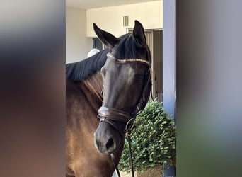 Trakehner, Stute, 3 Jahre, 164 cm, Schwarzbrauner