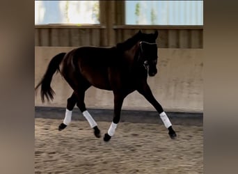 Trakehner, Stute, 3 Jahre, 164 cm, Schwarzbrauner