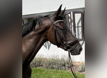Trakehner, Stute, 3 Jahre, 164 cm, Schwarzbrauner