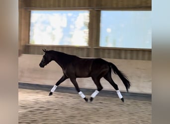 Trakehner, Stute, 3 Jahre, 164 cm, Schwarzbrauner