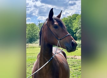 Trakehner, Stute, 3 Jahre, 165 cm, Brauner