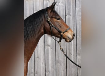 Trakehner, Stute, 3 Jahre, 165 cm, Brauner