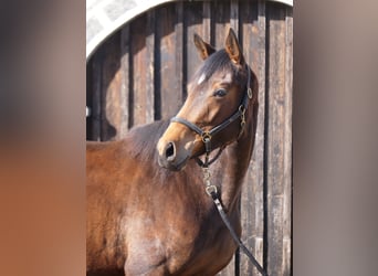 Trakehner, Stute, 3 Jahre, 165 cm, Brauner