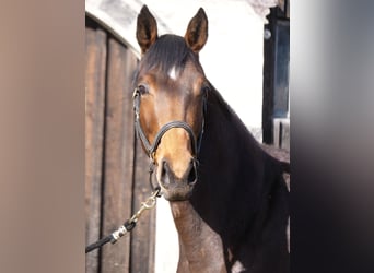 Trakehner, Stute, 3 Jahre, 165 cm, Brauner