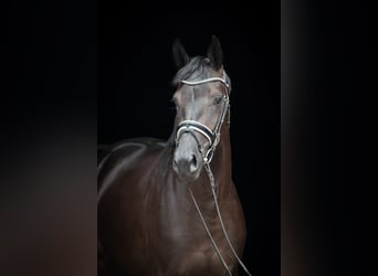 Trakehner, Stute, 3 Jahre, 165 cm, Dunkelbrauner