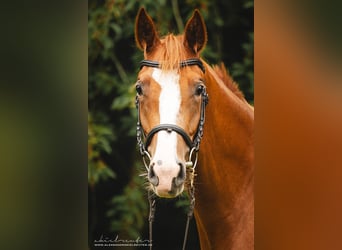 Trakehner, Stute, 3 Jahre, 165 cm, Fuchs