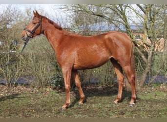 Trakehner, Stute, 3 Jahre, 165 cm, Fuchs