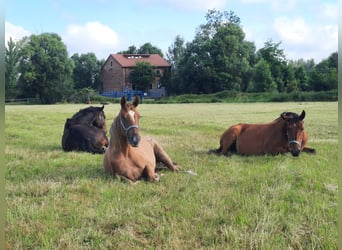 Trakehner, Stute, 3 Jahre, 165 cm, Fuchs