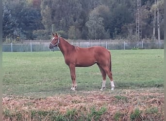 Trakehner, Stute, 3 Jahre, 165 cm, Fuchs