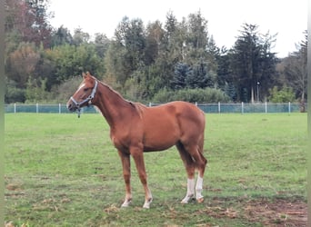 Trakehner, Stute, 3 Jahre, 165 cm, Fuchs