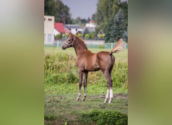 Trakehner, Stute, 3 Jahre, 165 cm, Fuchs