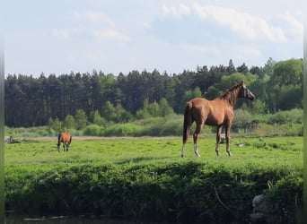 Trakehner, Stute, 3 Jahre, 165 cm, Fuchs