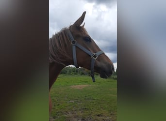 Trakehner, Stute, 3 Jahre, 165 cm, Fuchs