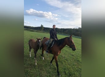 Trakehner, Stute, 3 Jahre, 165 cm, Fuchs