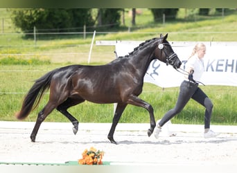 Trakehner, Stute, 3 Jahre, 165 cm, Rappe