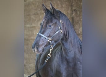 Trakehner, Stute, 3 Jahre, 165 cm, Rappe