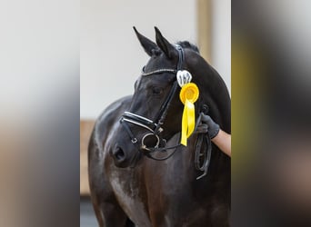 Trakehner, Stute, 3 Jahre, 165 cm, Rappe